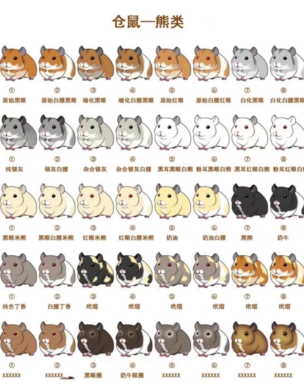 金丝熊新手必看科普篇--品种花色对照图 93金丝熊又叫叙利亚仓鼠