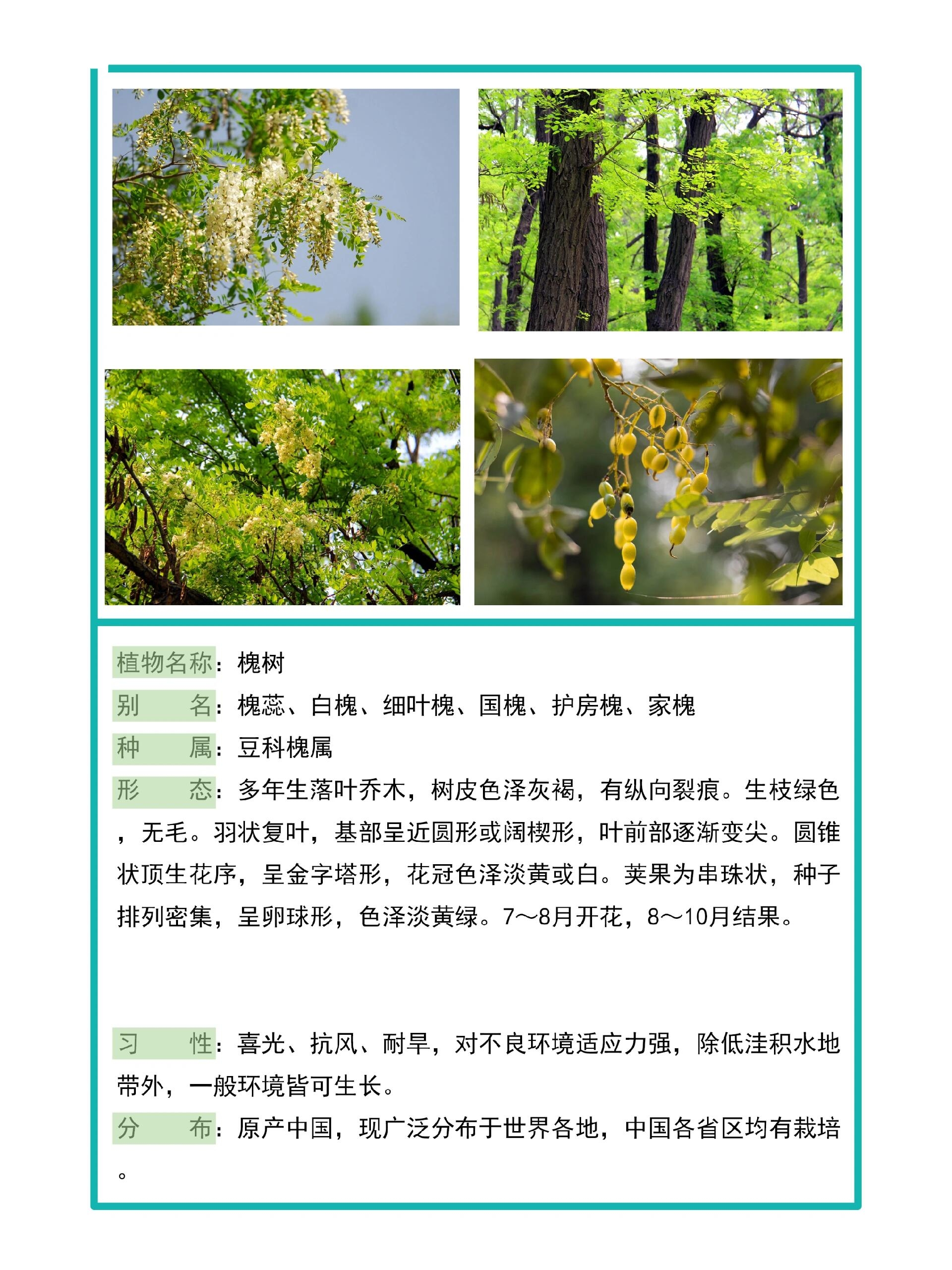 🌿植物学习✨09