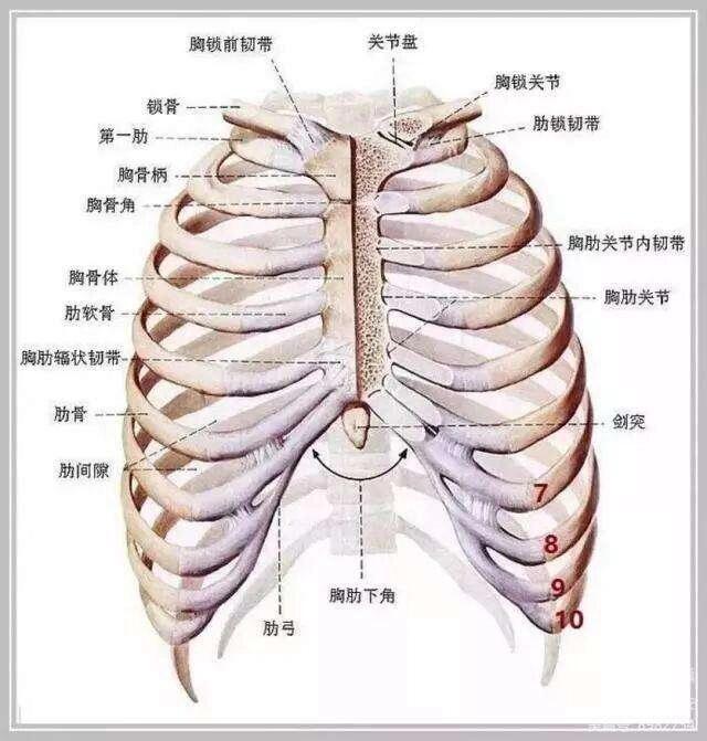 衅骨在哪图片