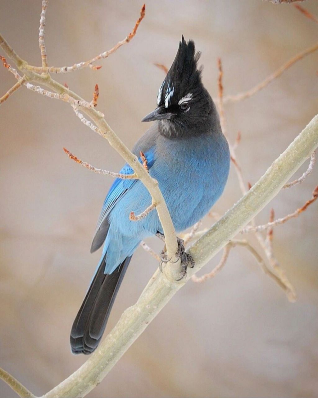 暗冠蓝鸦 #保护动物# #鸟类# #观鸟# #暗冠蓝鸦