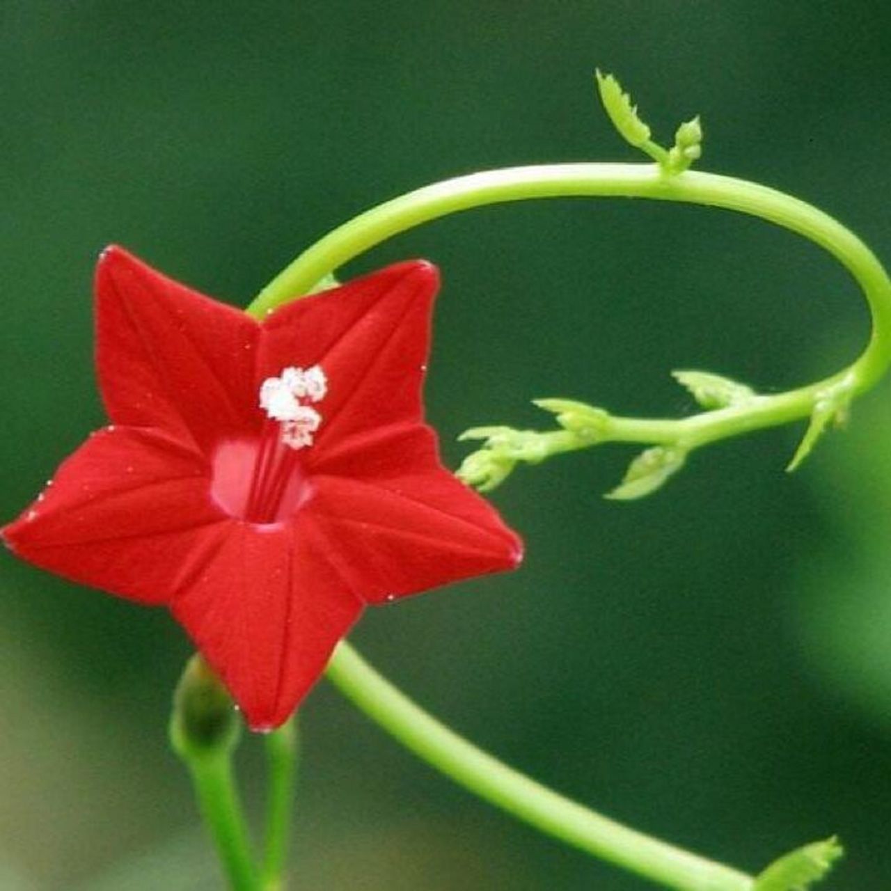 茄目,旋花科,茑萝属 	 花期4-11月 	 图1-8羽叶茑萝 图9 圆叶茑萝