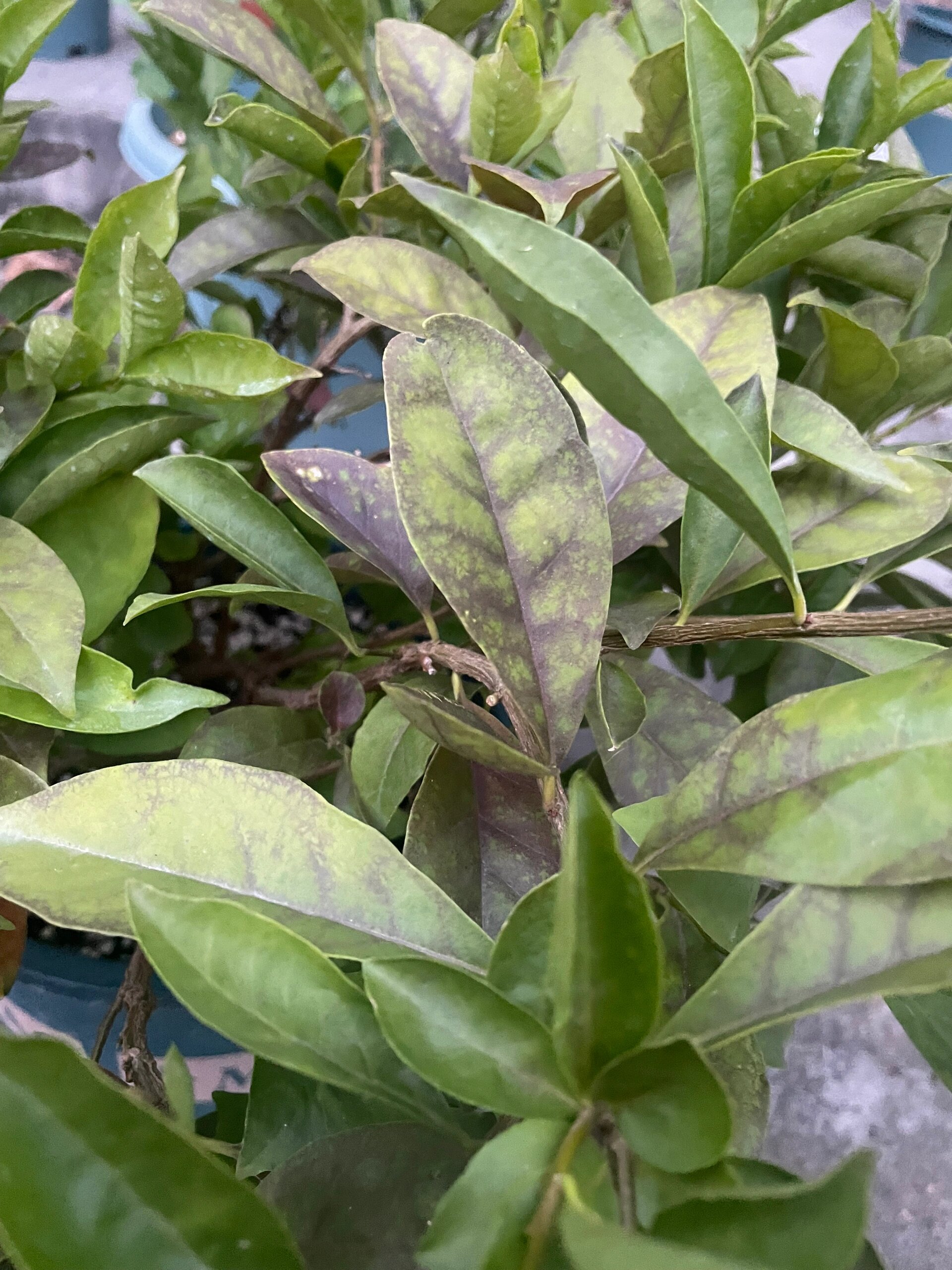 茉莉花叶子发黑发红这是咋了 双色茉莉夏天还好好的,前阵子开始叶子发