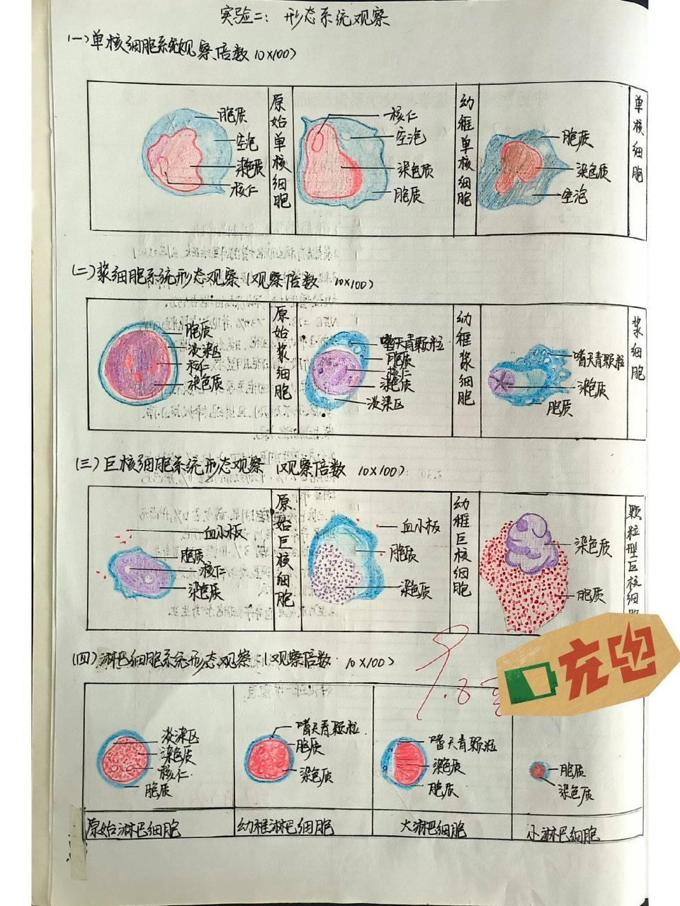 浆细胞红蓝铅笔手绘图图片