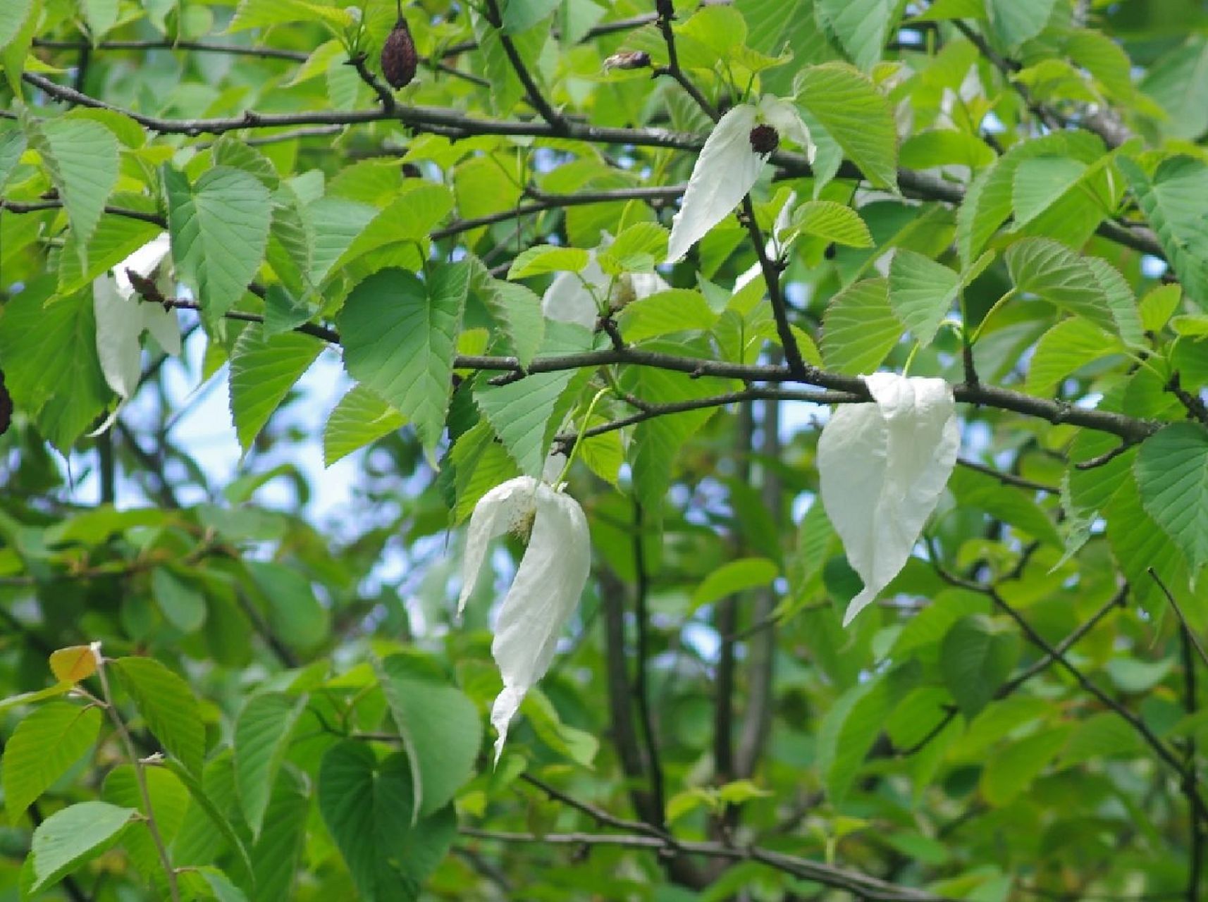 珙桐:中国的鸽子树94 珙桐91(davidia involucrate),又名:水梨子