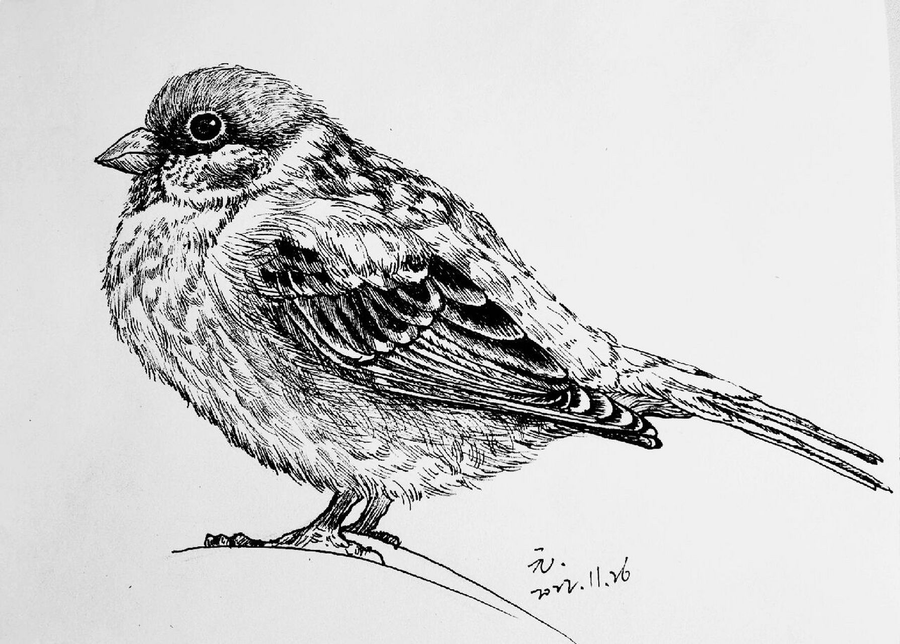 黑白线描写生动物—麻雀(包含绘画详过程) 疫情画画日常～ 67没回