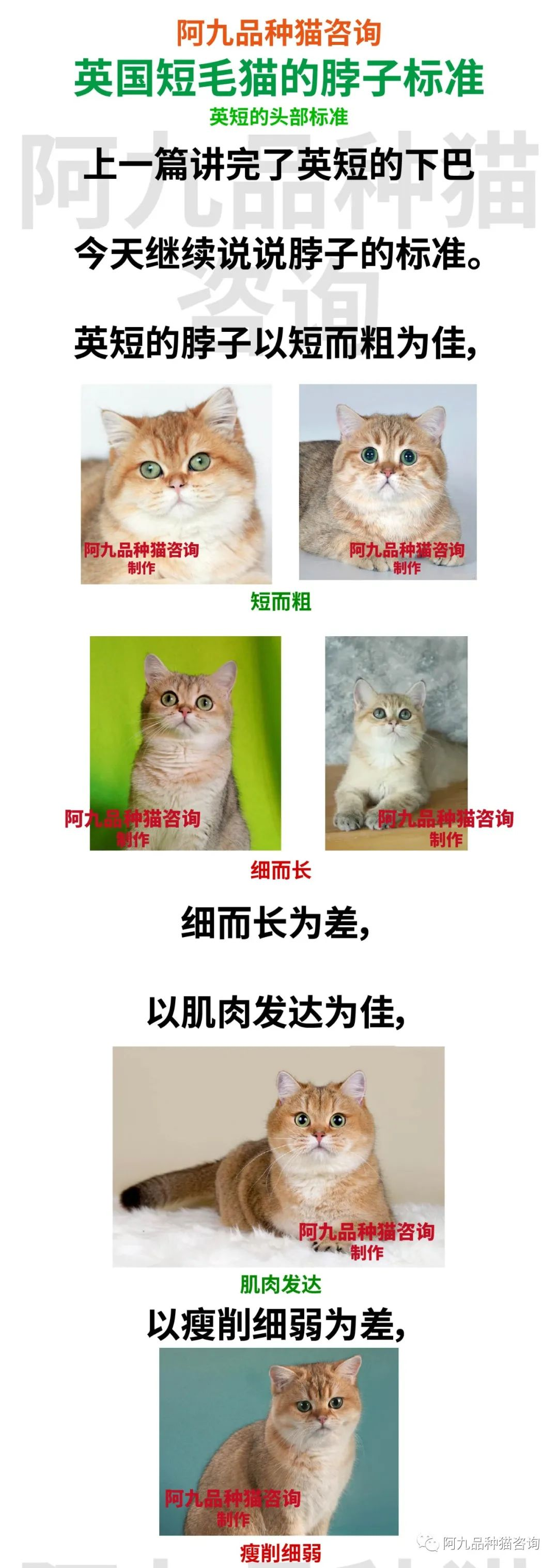 银渐层和美短的串品相如何