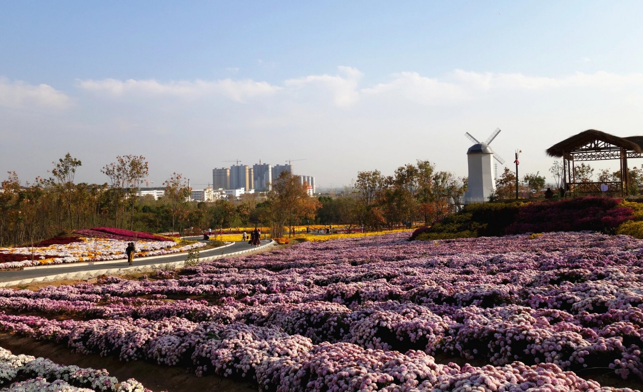 10月26号禾泉小镇菊花节开始啦 09金秋如约而至 全家出动,赏花郊游