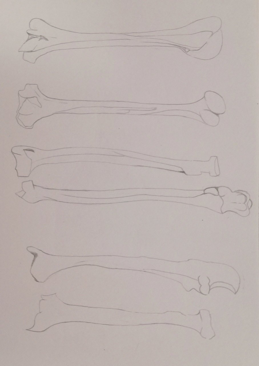 肱骨手绘简易图图片