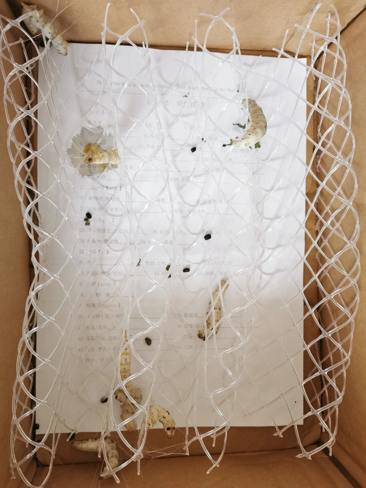 养蚕第28天 越来越多的蚕宝宝开始结茧了 其实结茧网比自制的格子好用