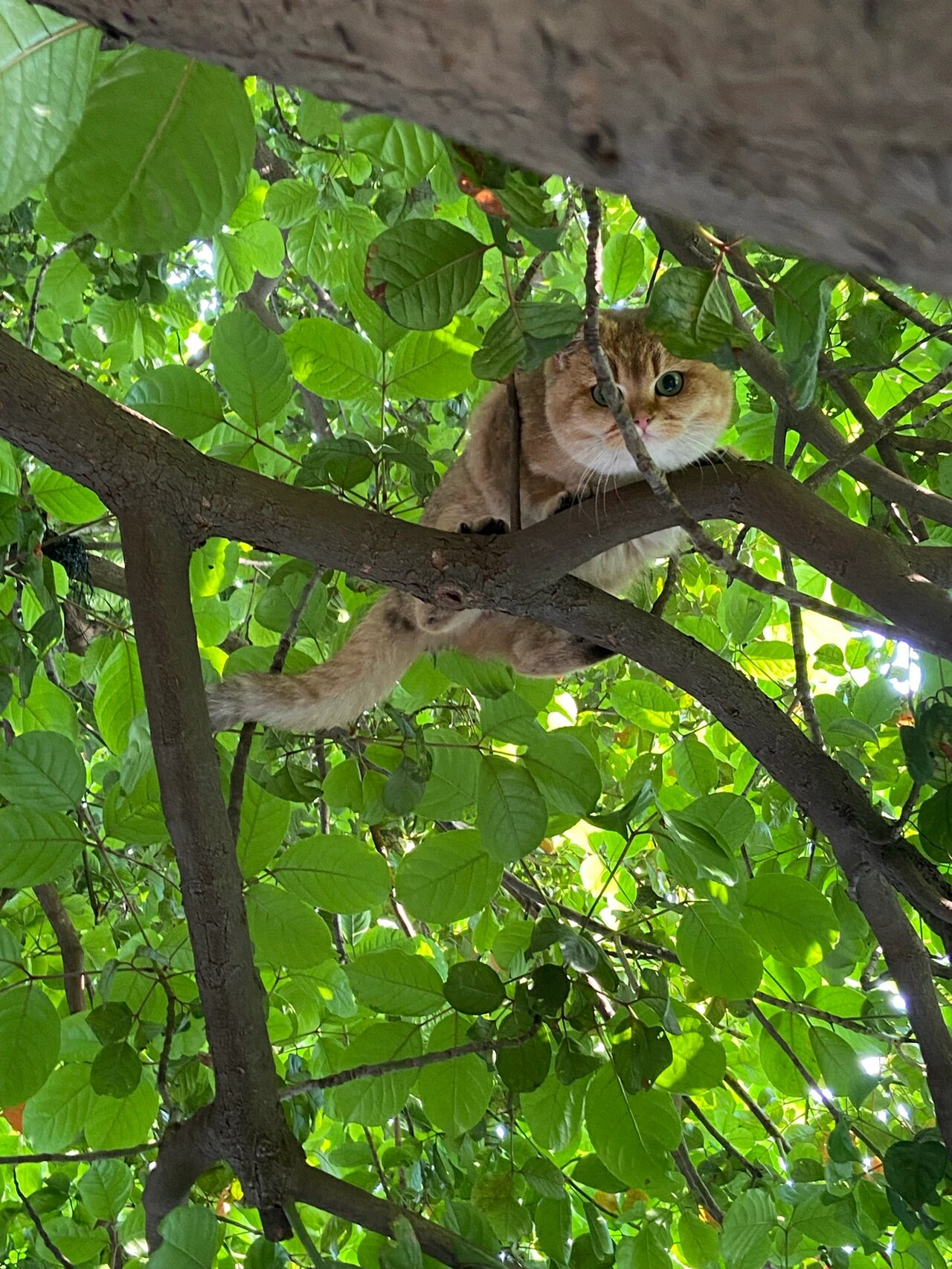 猫咪为什么爱上树 第一,猫咪的祖先需要在野外捕猎,就必须学会爬树来