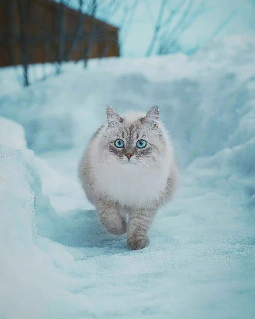 西伯利亚森林猫多大图片