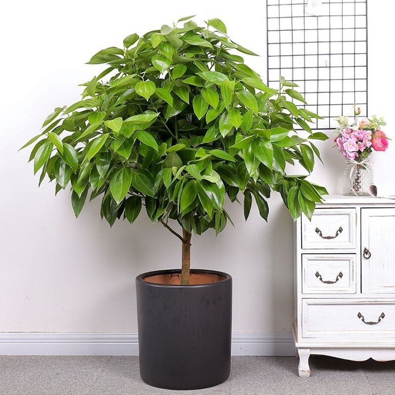 风水绿植,树保平安,平安树 平安树—平安树枝杆端庄,呈黄绿色状,光滑