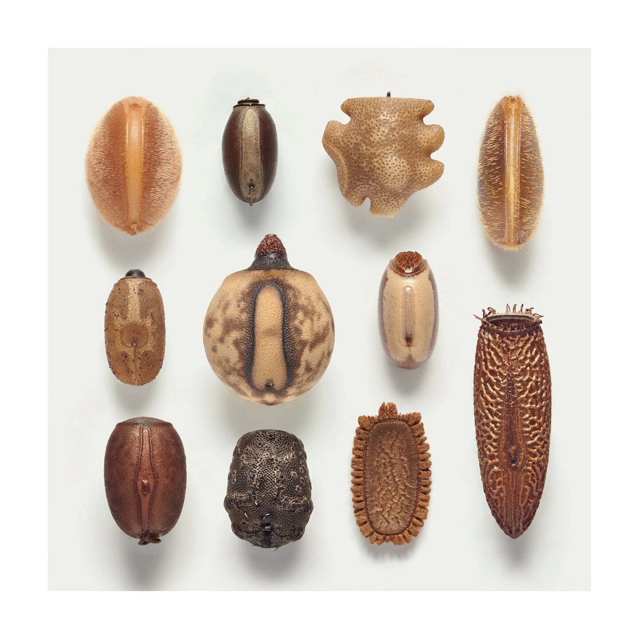 竹节虫卵 来自摄影师levon  biss拍摄的竹节虫卵高清照片,这些克里斯