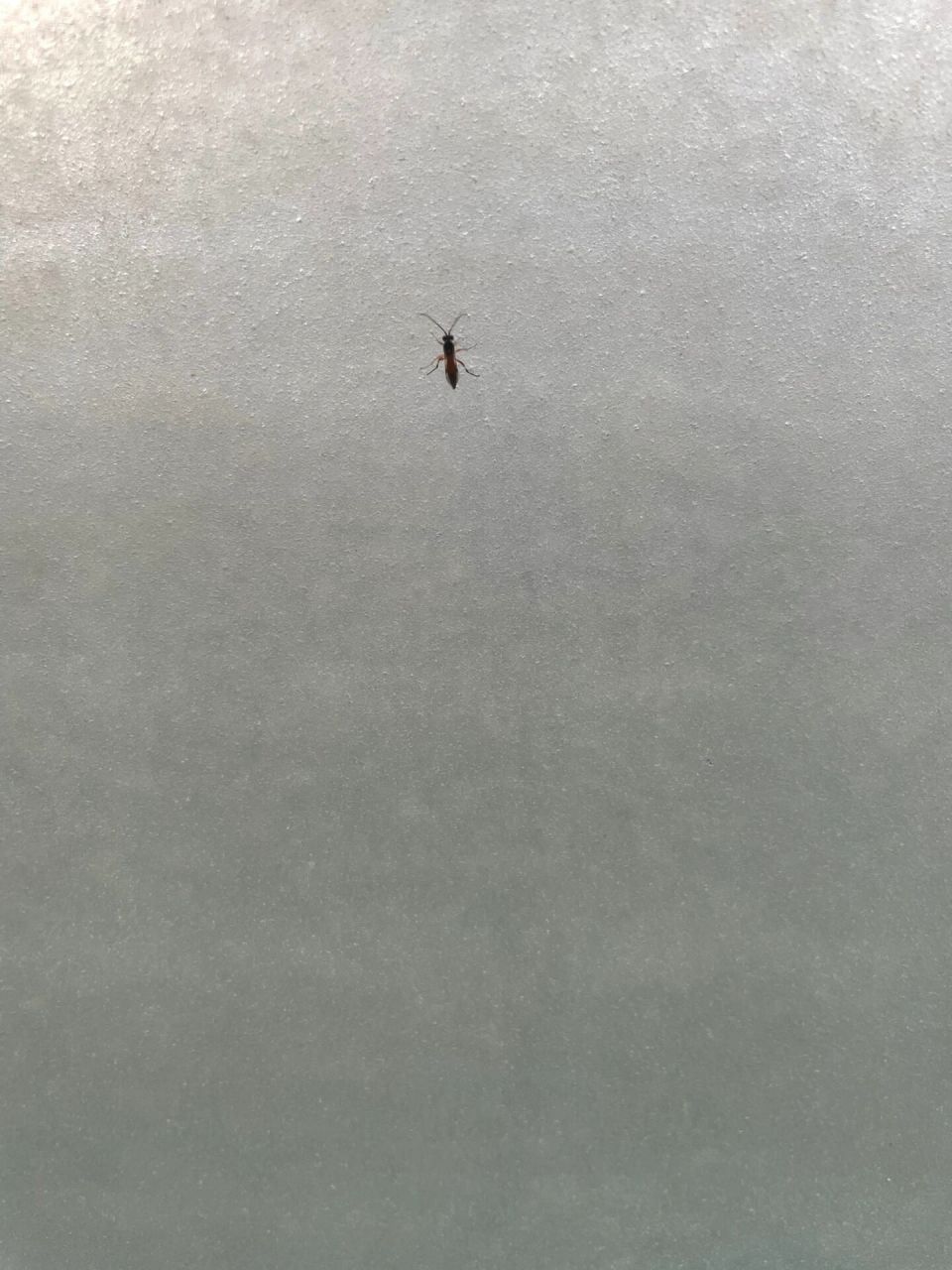 隐翅虫?飞蚂蚁?