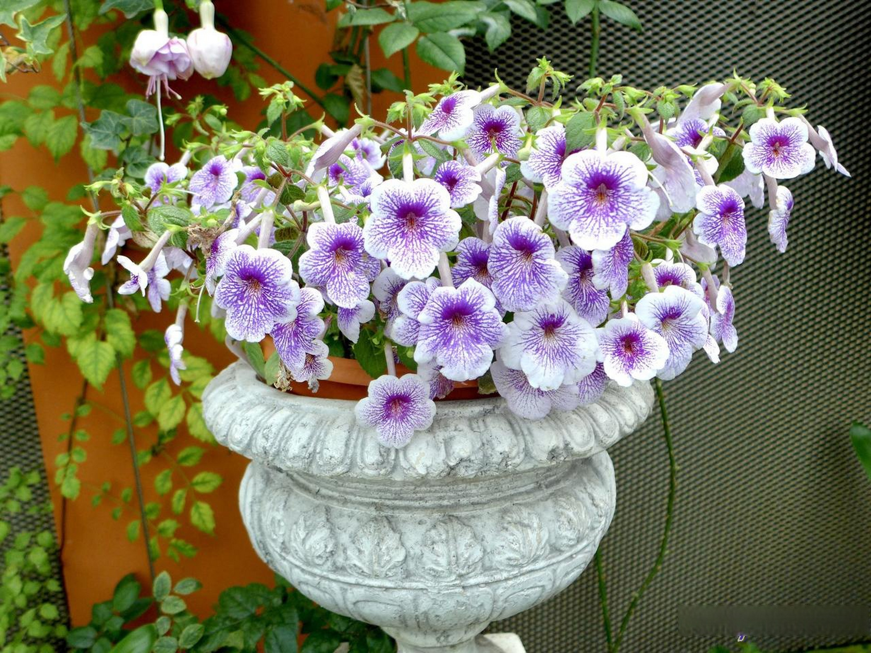 长筒花ambroise verschaffelt是一种迷人的花卉品种.