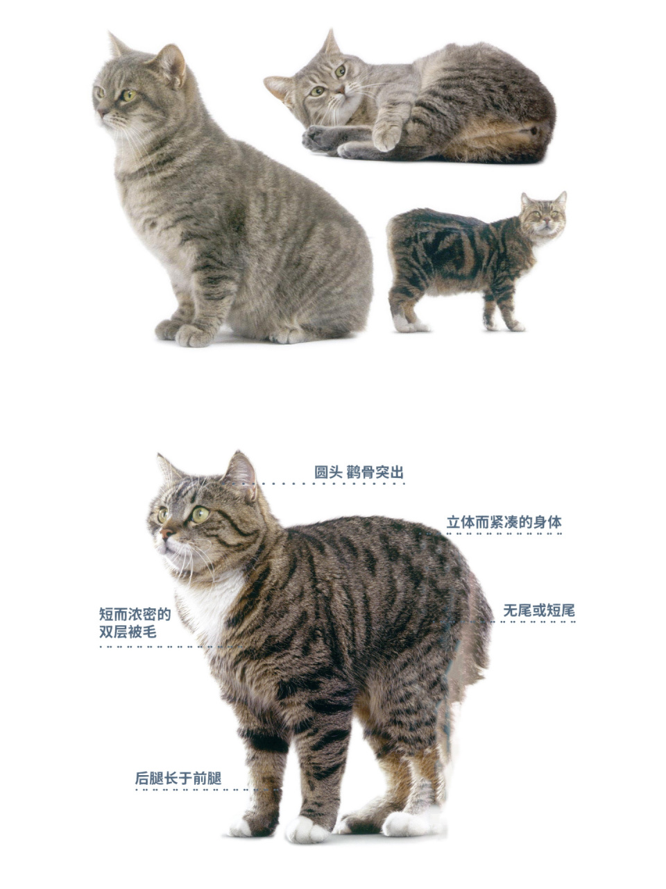 长毛猫品种大全 名字图片