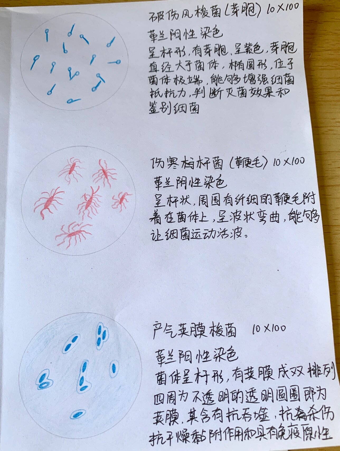 《微生物实验之画细菌16615》