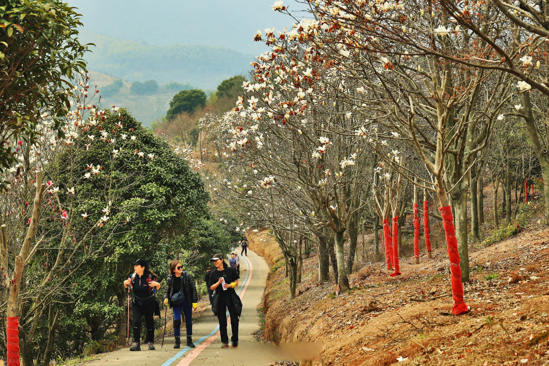 奉化长岭村玉兰花图片