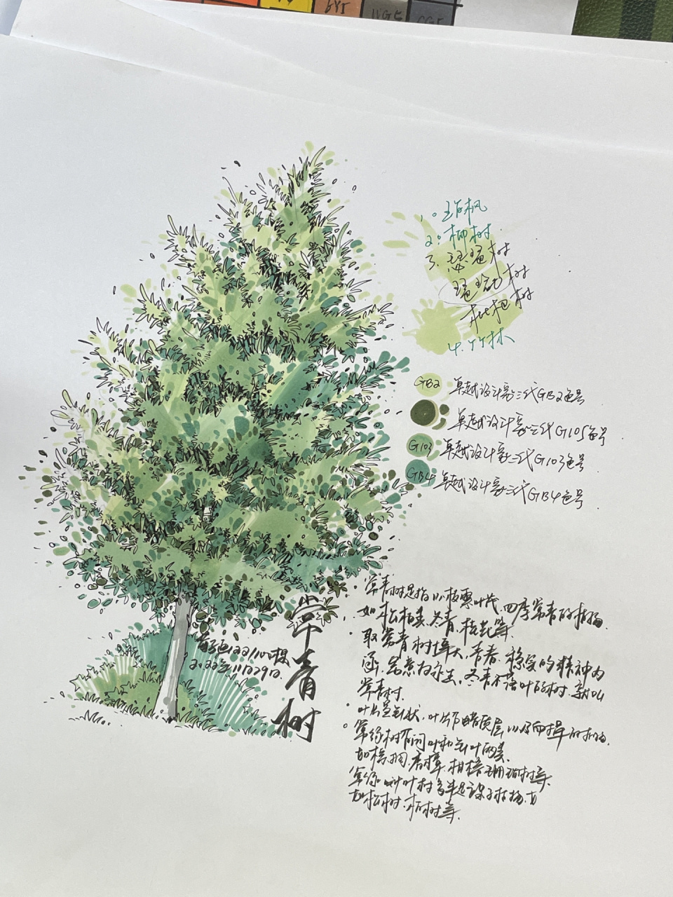 常青树|画21/100颗手绘植物! 今晚直播图…因为是直播所以没有步骤图.