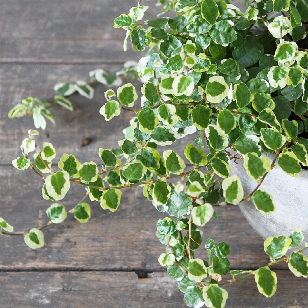 花境植物第207弹——花叶薜荔 花叶薜荔为桑科榕属,别名斑叶薜荔,雪荔