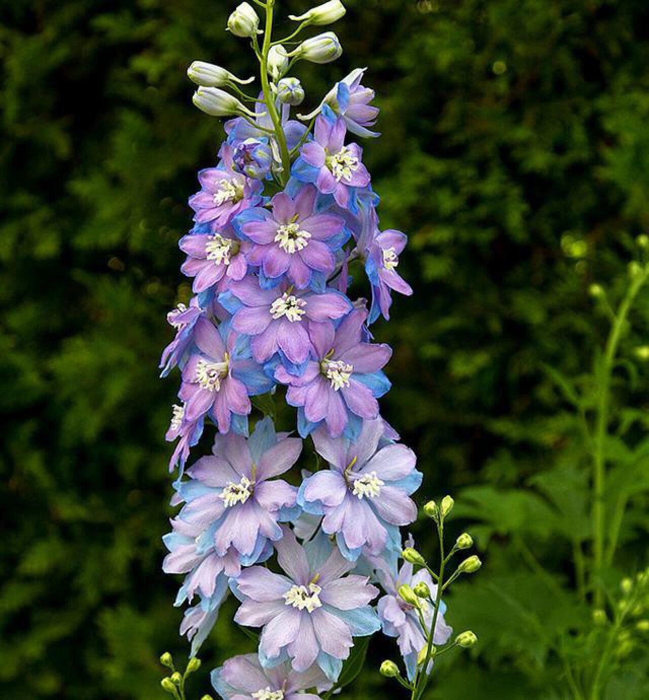 植物介绍——飞燕草