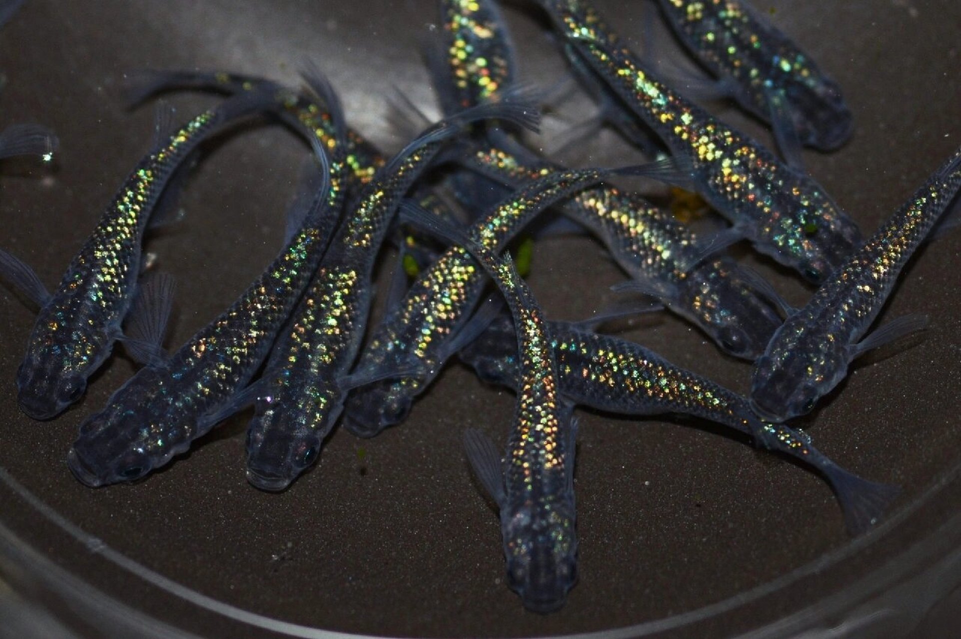 青鱼将【观背青鳉品种图鉴】黑体色 视频素材图鉴制作中,顺便普及一下