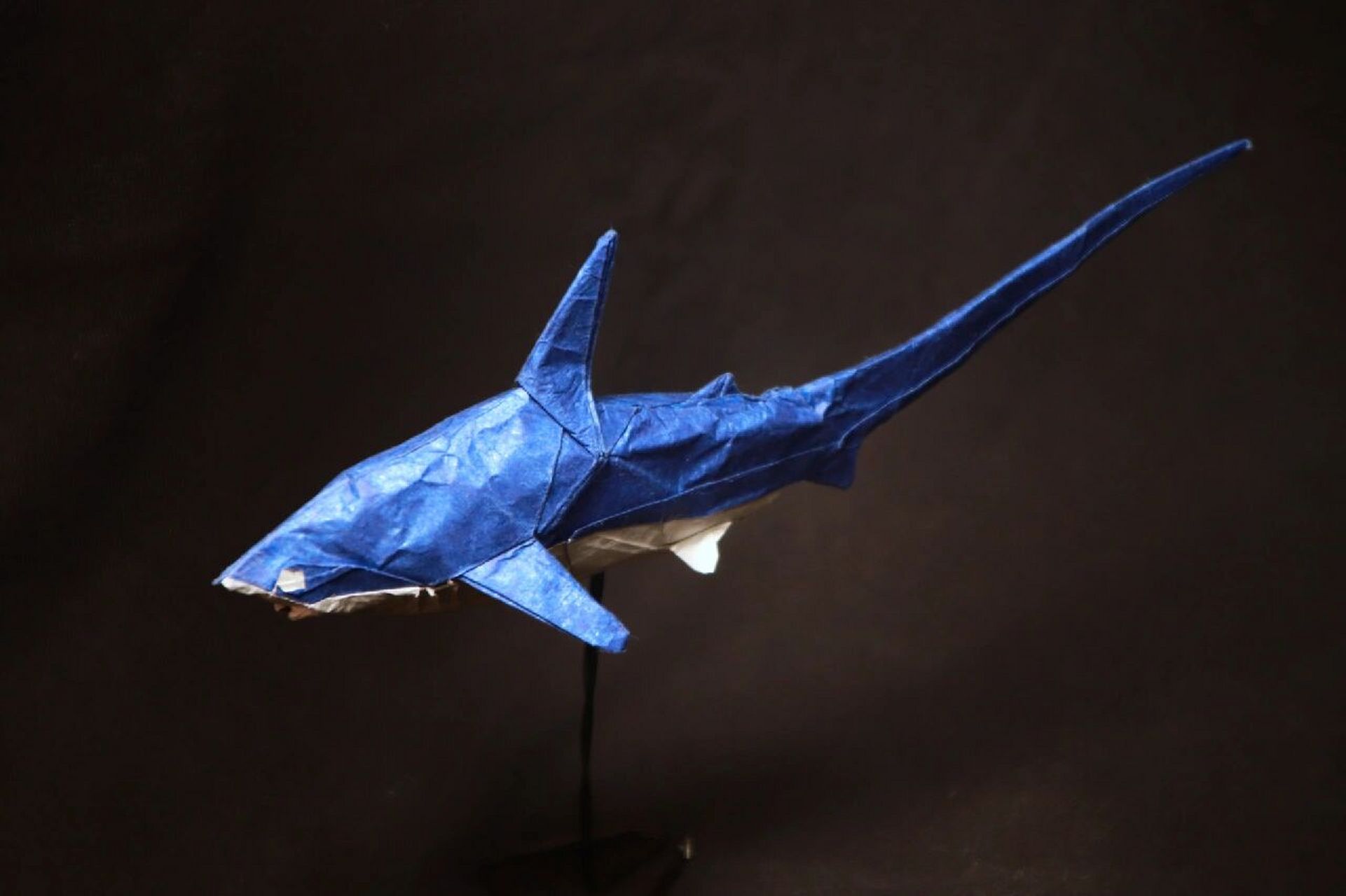 折一只立体鲨鱼用纸图片