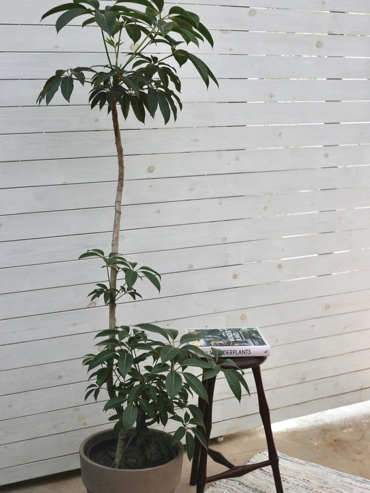 自由植物大赏|日本大叶伞 新到的日本大叶伞, 姿态绝好.