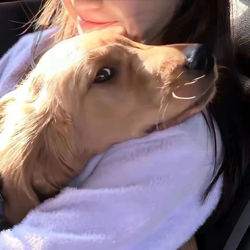 情头|狗狗与美女系列