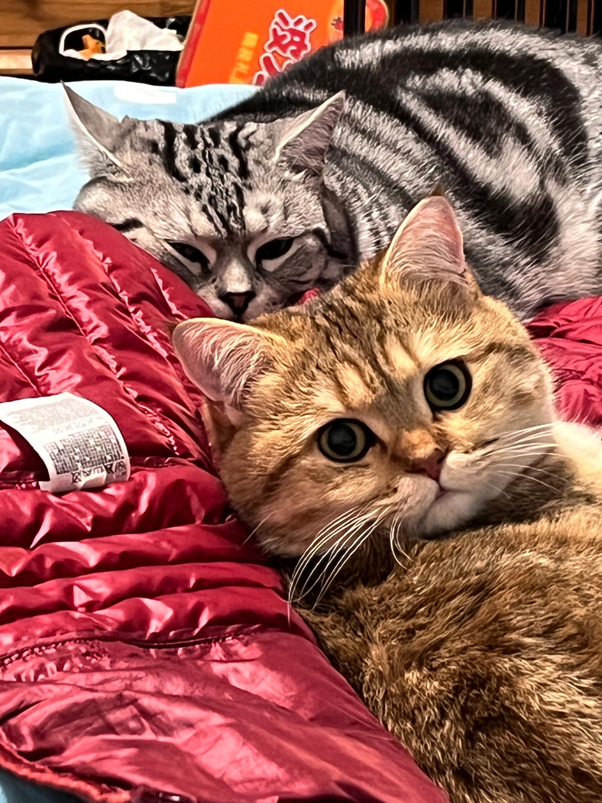 相敬如宾的两个男猫