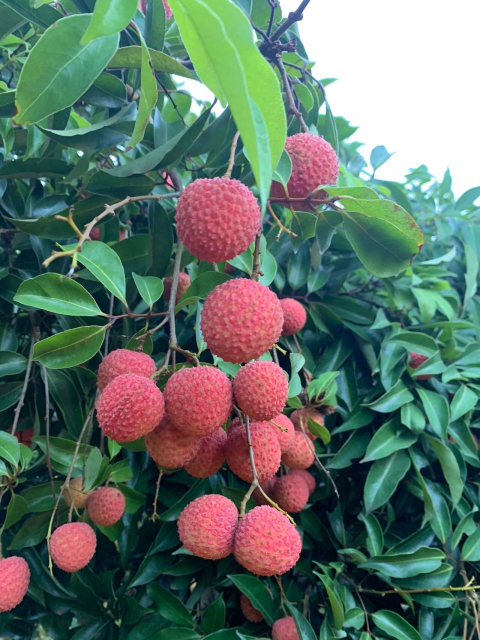 本地温泉镇老树鸭头绿桂味荔枝带桂花香味 鸭头绿桂味荔枝,又称"水厅
