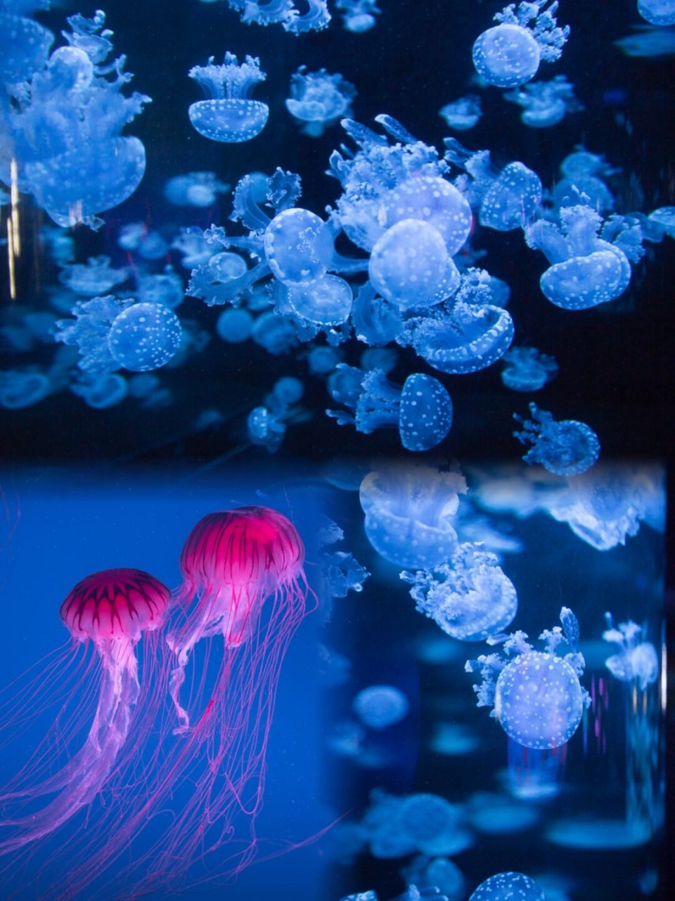 96南京海底世界|沉浸式亲子遛娃来咯98 南京海底世界,一个纯室内