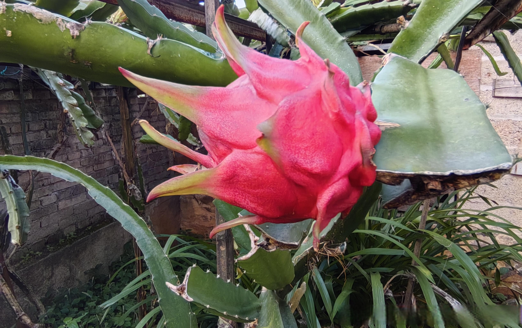 乡村振兴看腾冲# 【云南腾冲团田乡:发展火龙果飘香的庭院经济】城镲