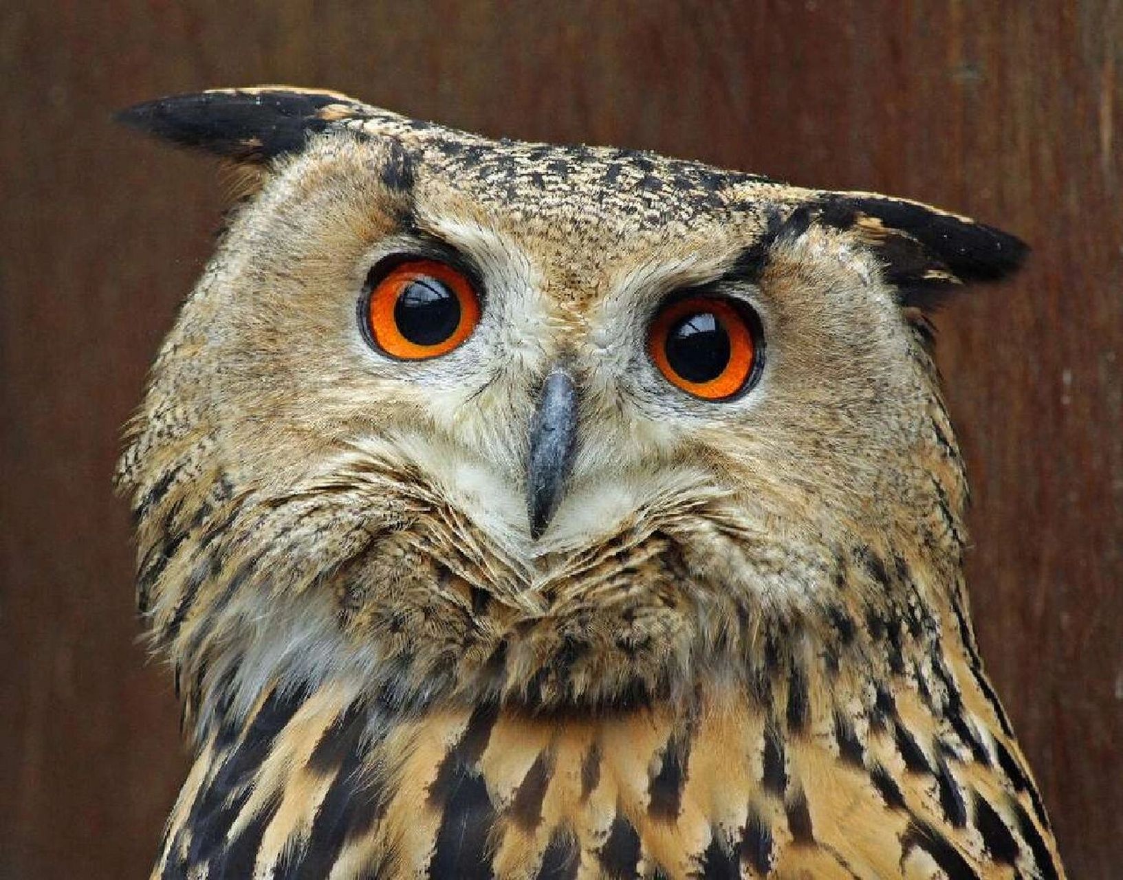 农村人信奉猫头鹰一叫就有人去世,不是单纯的迷信,而是确有其事,每当