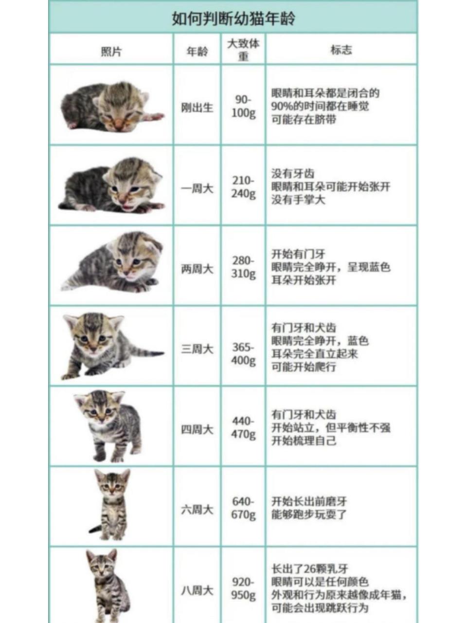 小猫的生长周期图解图片