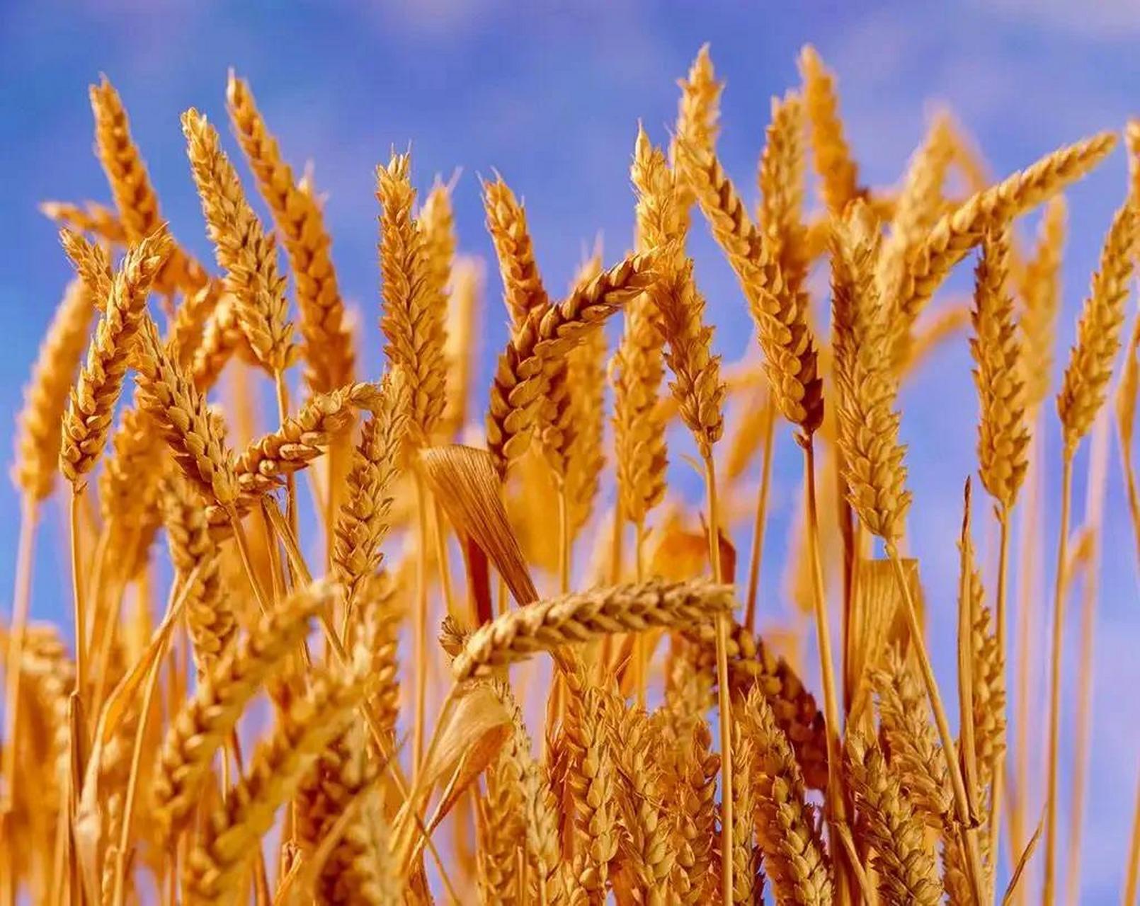 五六年陈麦到厂一块六  小麦方面,涨跌互现,主流大型面粉厂持续在1.