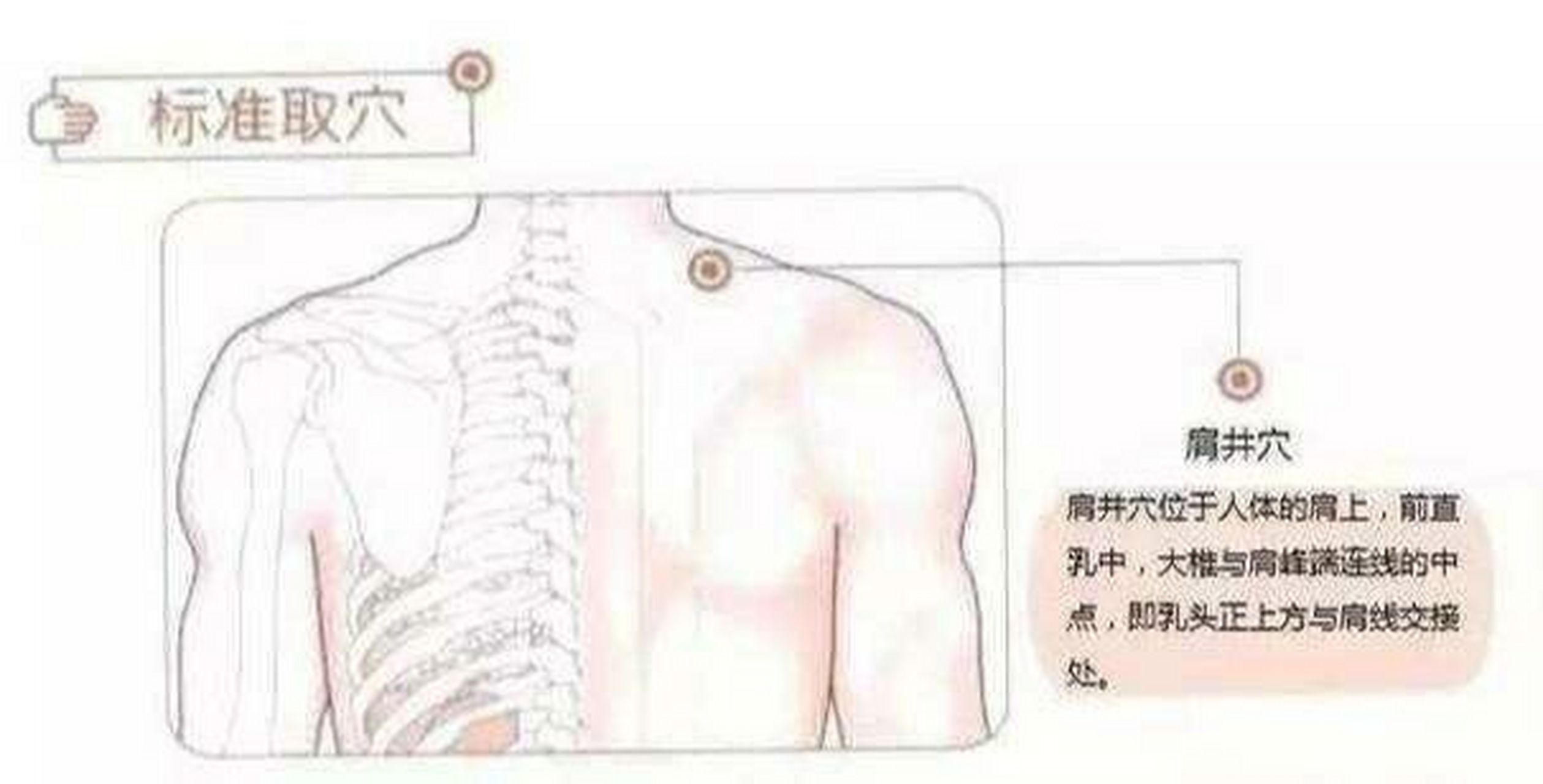 肩井在哪个位置图片图片