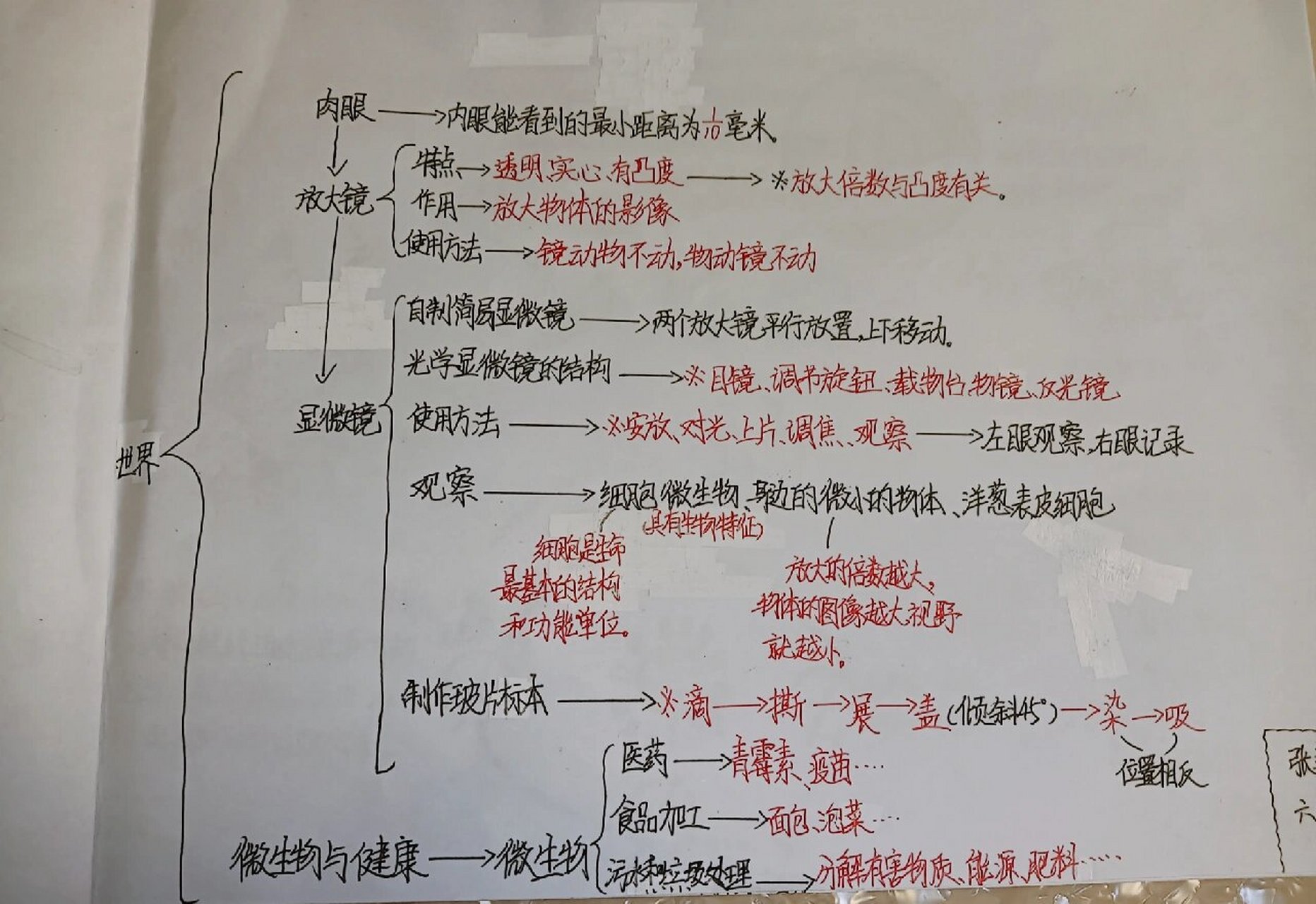 微小膜壳绦虫思维导图图片