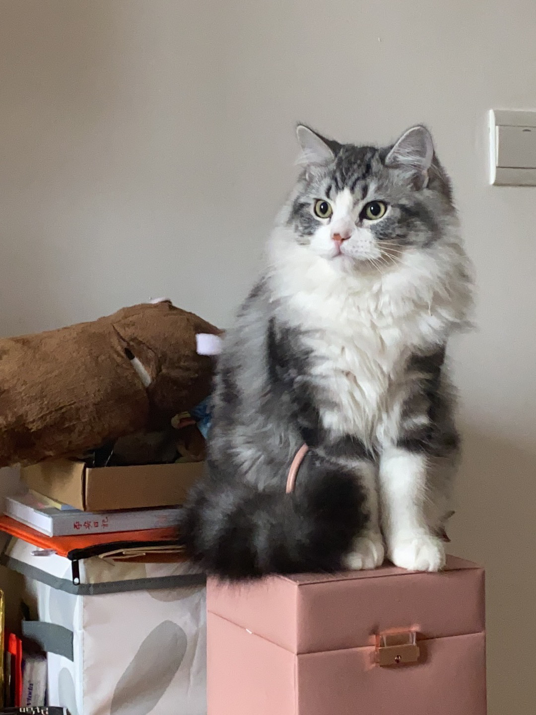 美短虎斑高地长毛猫