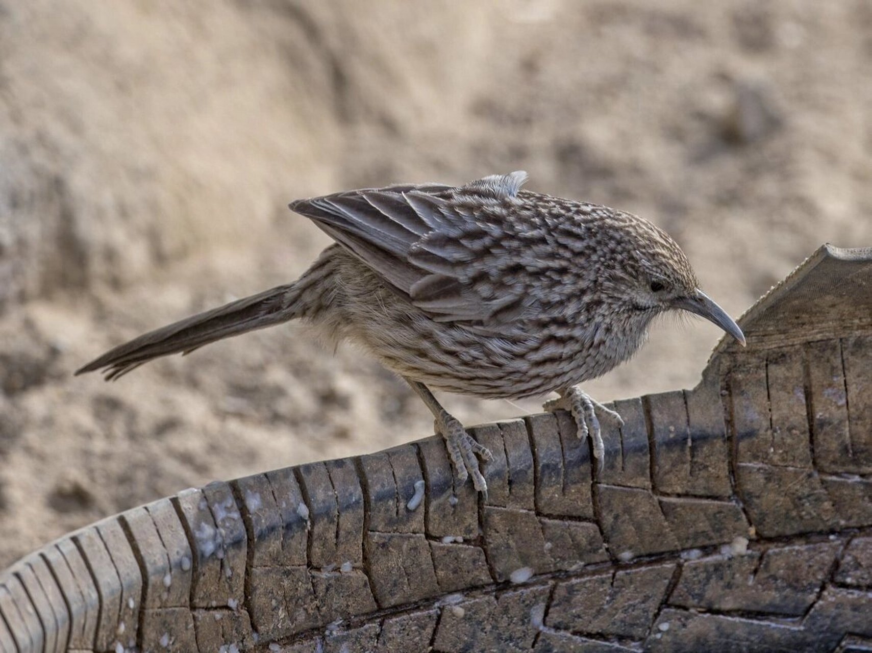大草鹛,不是大草莓,大草鹛是一种灰褐色多纵纹的鹛.