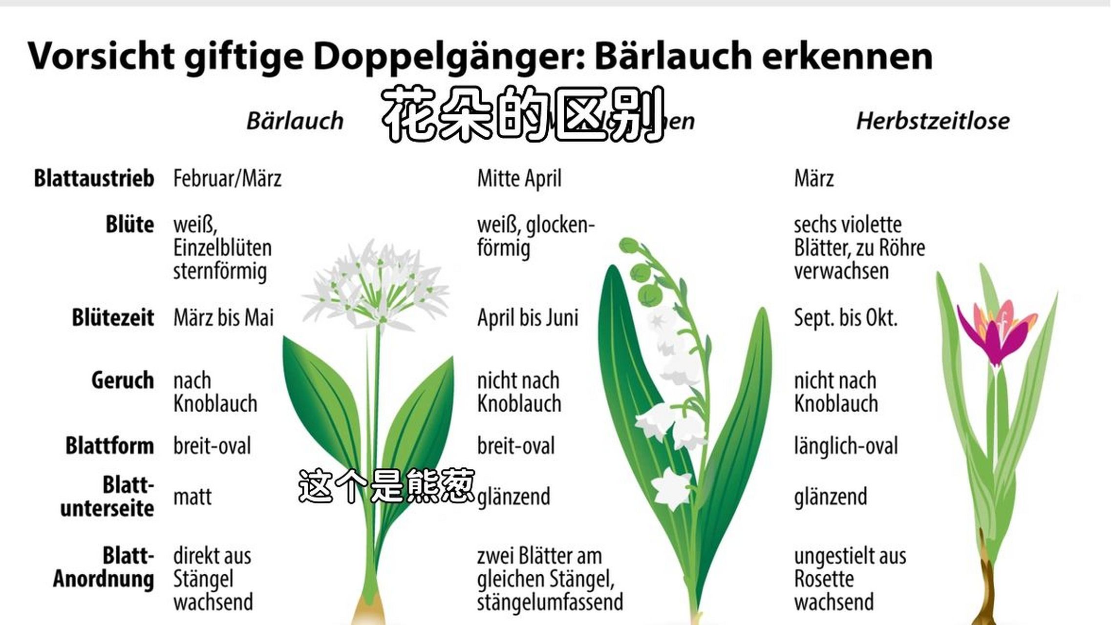熊葱辨别 随着春天的到来,又到了"割韭菜"的季节,这也是德国小伙伴