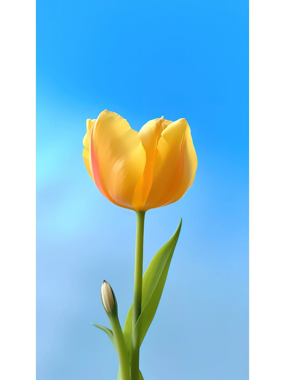 黄色郁金香代表开朗活泼 黄色调呈耀眼,能给人带来一种欢快而又愉悦的