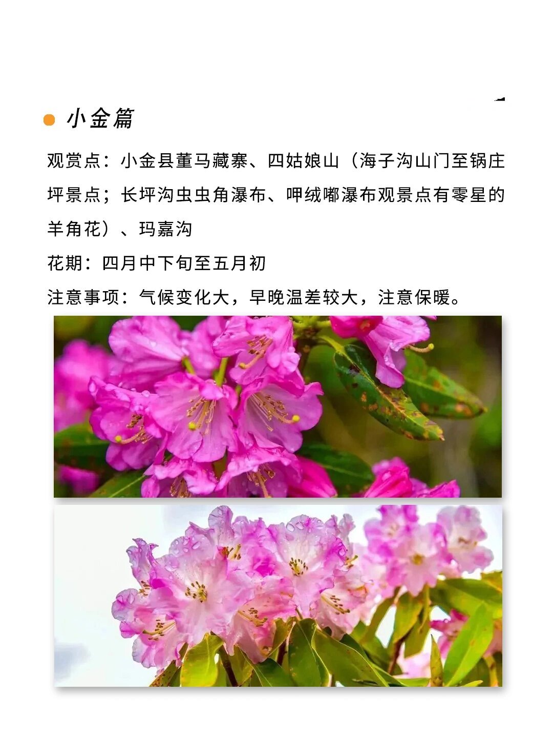 阿坝州羊角花赏花攻略