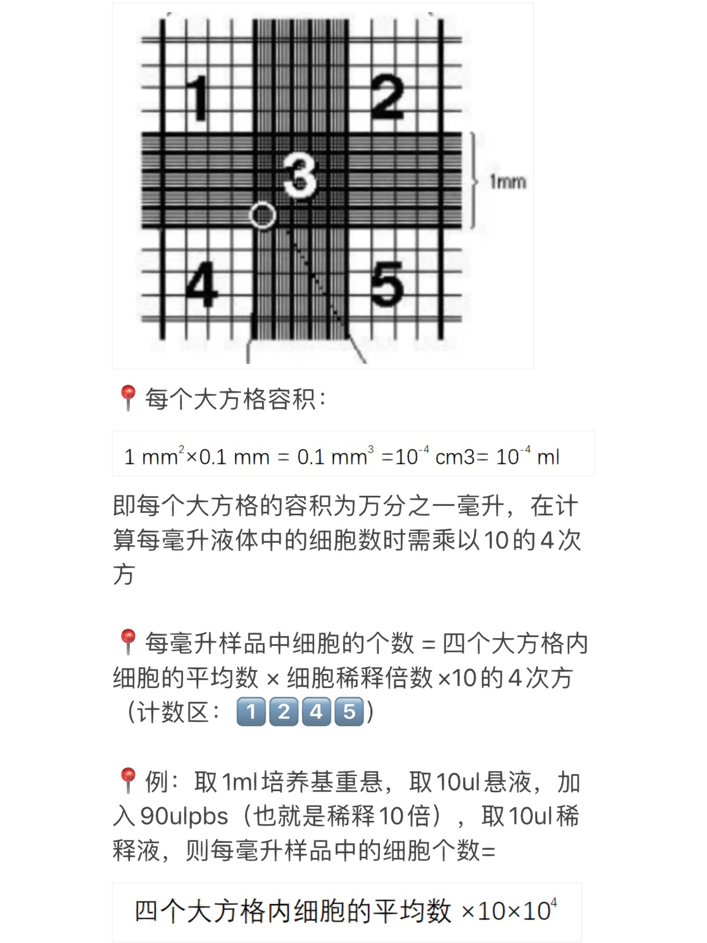 血小板计数手工法图片