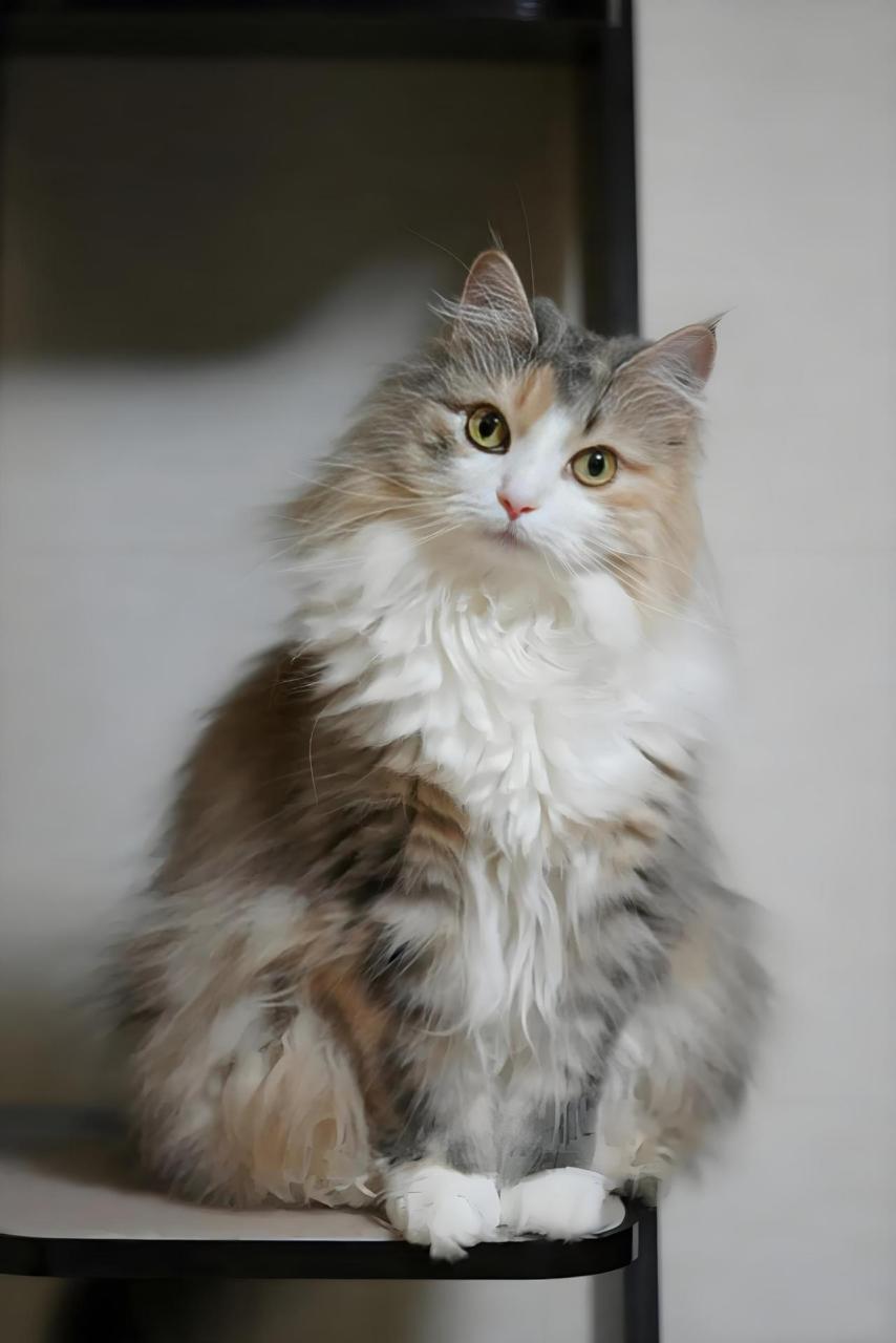 今日主角——挪威森林猫 神秘起源: 挪威森林猫,源自古老维京时代的