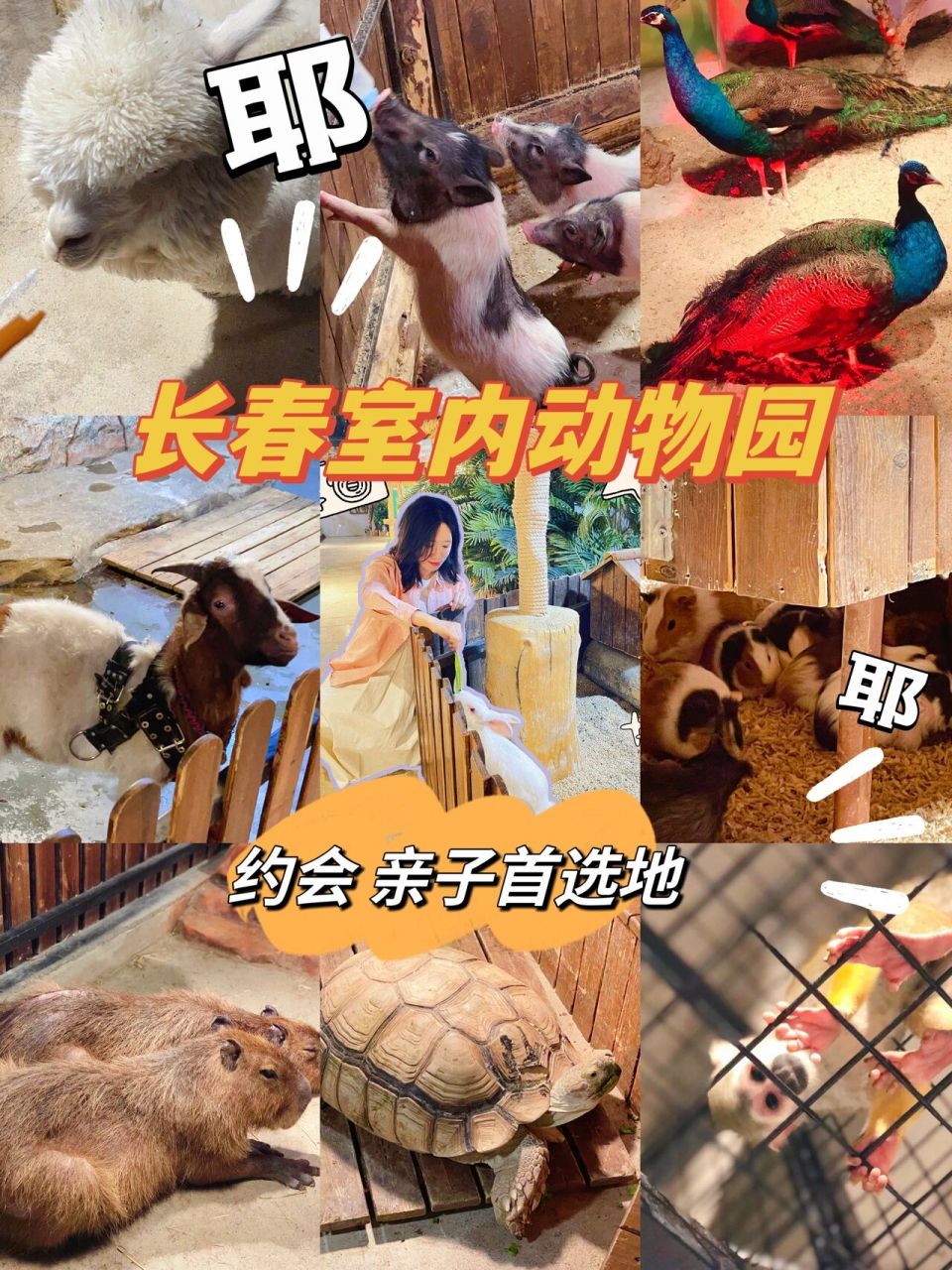 长春探店|大型室内互动动物园|超多可爱动物 喜欢小动物的宝子们看