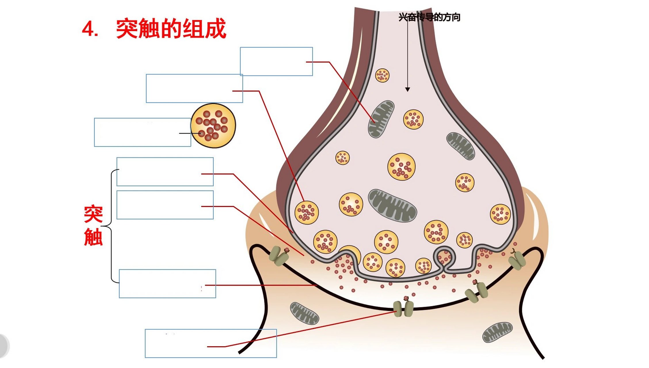 突触单向传递简图方向图片