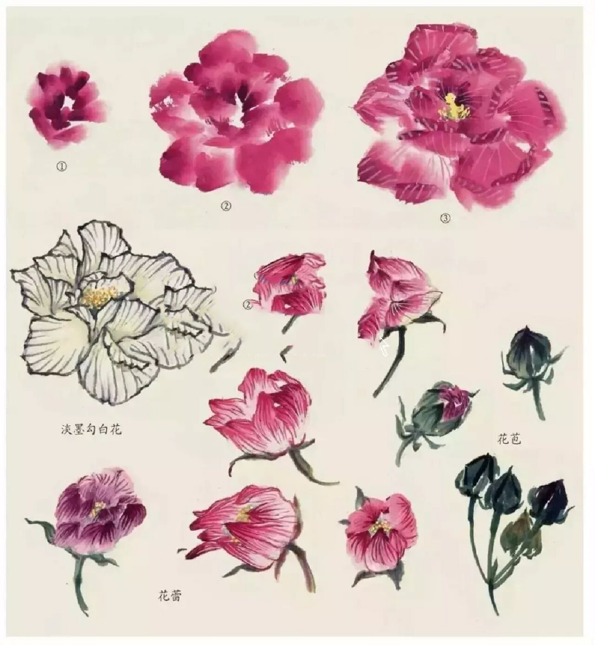 国画素材 他笔下的芙蓉花,落墨赋彩,酣畅淋漓,挥洒自如.