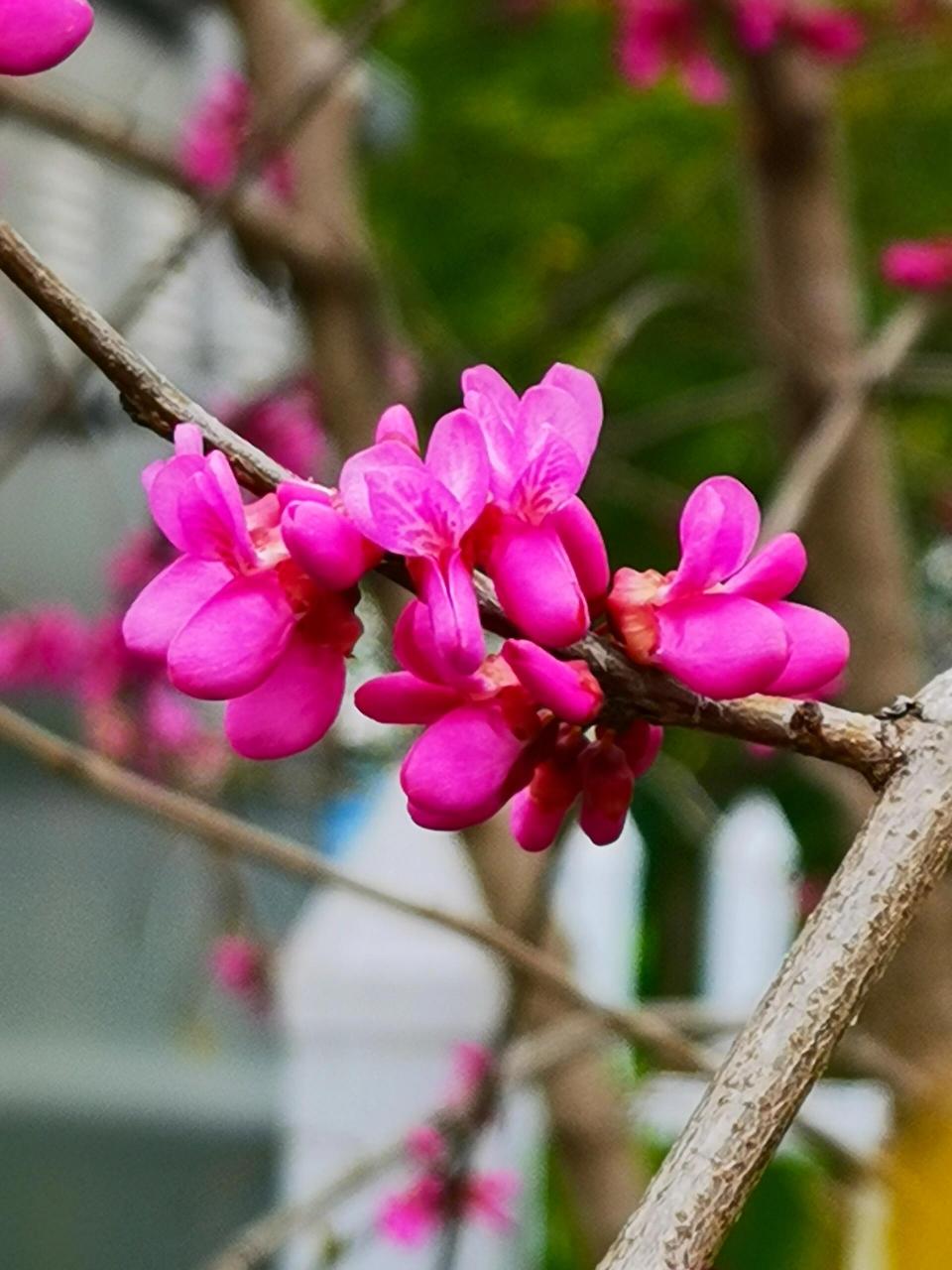 紫荆花高清图片真实图片