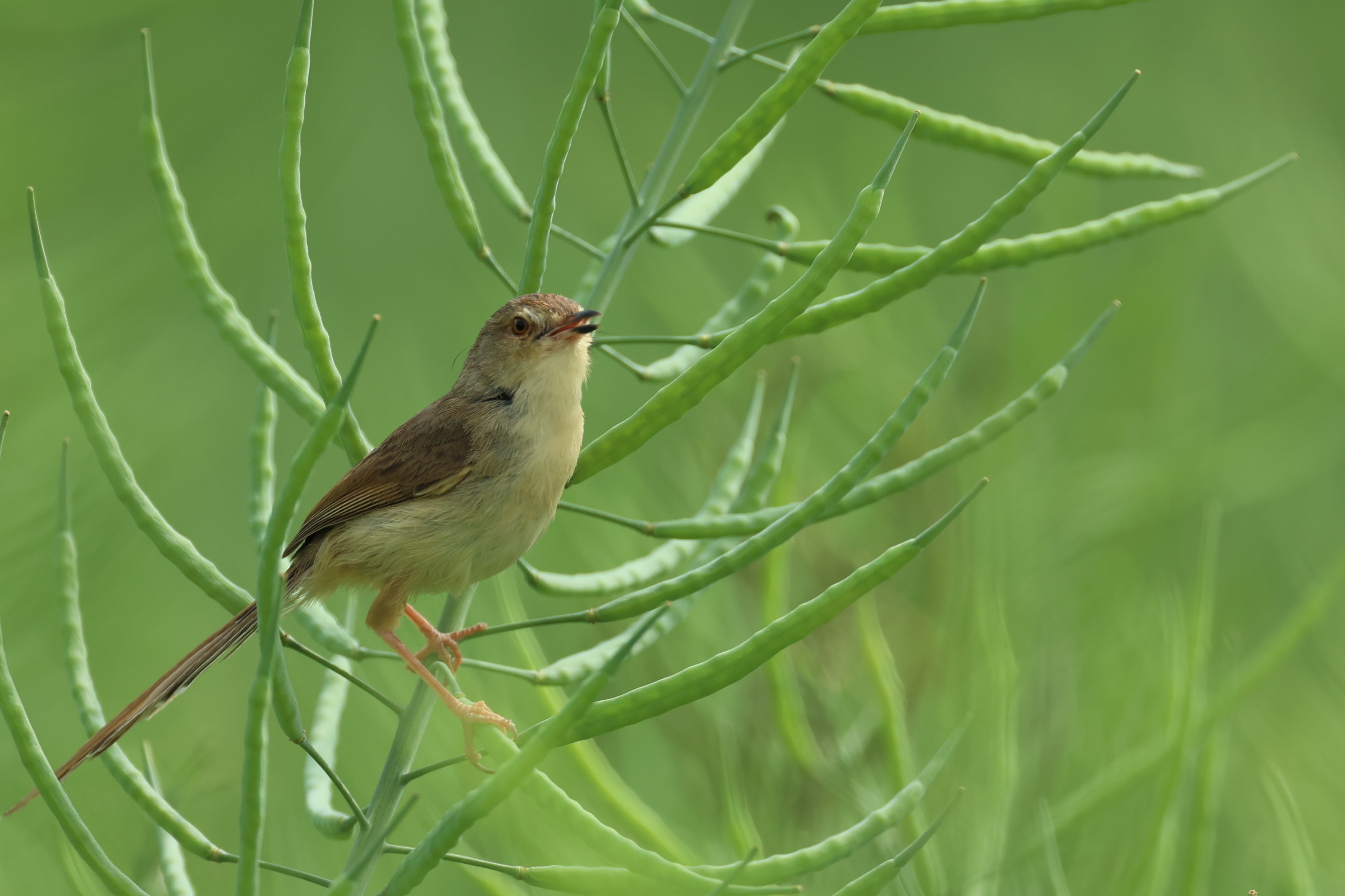 杭州八卦田遗址公园里的纯色山鹪莺